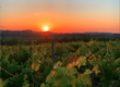 la mousseigne dans les vignes