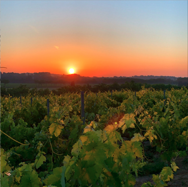 bacchanales_estivals la mousseigne dans les vignes